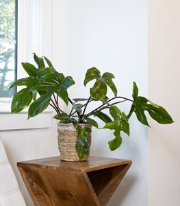 PRISMACOLOR FLORIDA GREEN PHILODENDRON