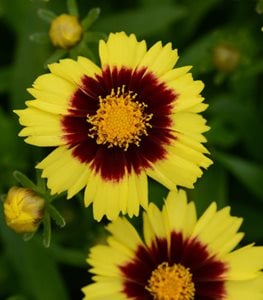Uptick™ Yellow & Red coreopsis
