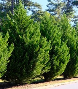 LEYLAND CYPRESS