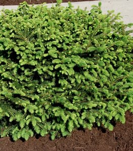 20 Best Dwarf Conifers: Color & Texture for Small Spaces | Garden Design