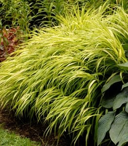 'All Gold' Japanese Hakone grass