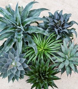 Art and Sol™ mangaves