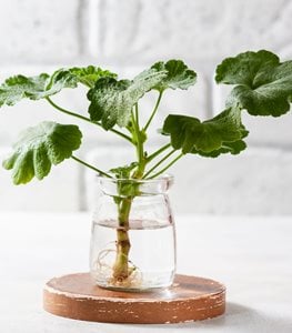 Geranium growing in water