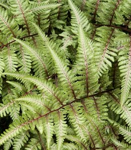 15 Top Fern Plants for Your Garden | Garden Design