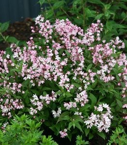 Yuki Cherry Blossom® deutzia