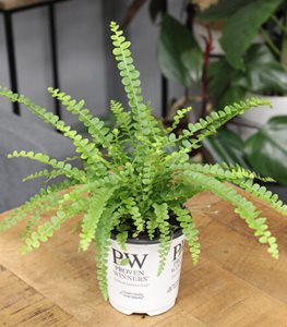 Living Lace® Cute as a Button™ button fern