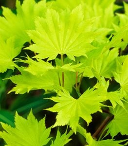 'Aureum' Japanese maple