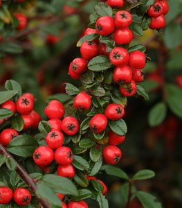 Cotoneaster dammeri 'Coral Beauty' cotoneaster