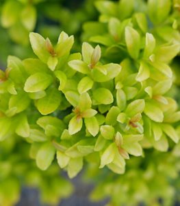 20 Chartreuse Plants & Flowers for Your Garden | Garden Design