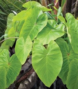 Royal Hawaiian® 'Maui Gold' Elephant Ear plant