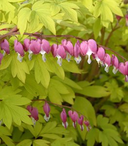 'Gold Heart' Old Fashioned Bleeding Heart