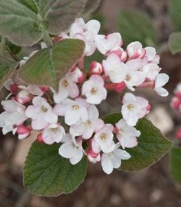 Spice Girl® Korean Spice Viburnum