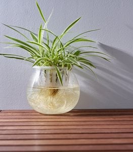 Spider plant in water