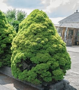 'Conica' Dwarf Alberta Spruce