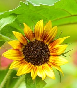 Autumn Beauty Sunflower, Sunflower, Helianthus Annuus
Garden Design
Calimesa, CA