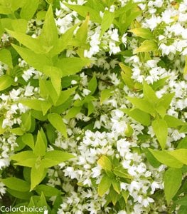 Chardonnay Pearls® deutzia
