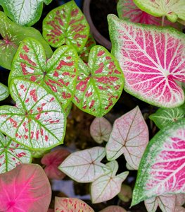 VARIOUS CALADIUM LEAVES