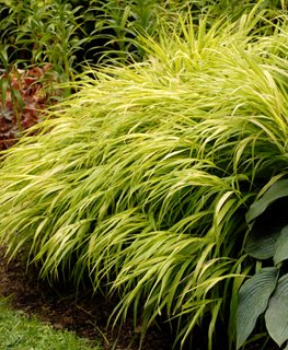 All Gold Japanese Forest Grass, Hakonechloa Macra
Proven Winners
Sycamore, IL