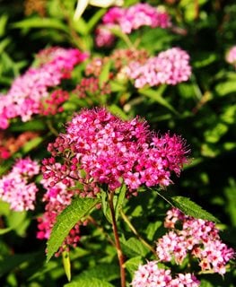 Spirea How To Grow And Care For Spirea Bushes Garden Design