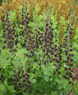 Baptisia, Dark Chocolate
Proven Winners
Sycamore, IL