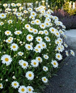 Becky Shasta Daisy, Leucanthemum Superbum, Shasta Daisy  Walters Gardens  