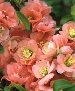 Cameo Quince, Chaenomeles X Superba, Flowering Quince
Spring Meadow Nursery
Grand Haven, MI