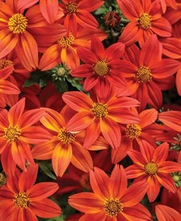 Campfire® Flame Bidens