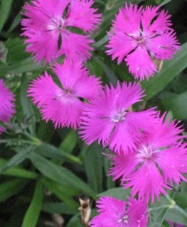 China Pink, Rainbow Pink, Dianthus Chinensis  Millette Photomedia  