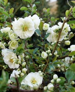 Double Take Eternal White Flowering Quince, Chaenomeles Speciosa
Proven Winners
Sycamore, IL