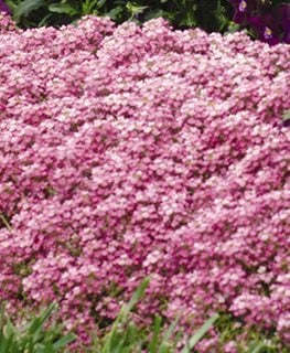 Easter Bonnet Alyssum, Deep Pink  Ball Horticultural Company  Chicago, IL