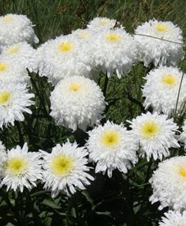 Fiona Coghill Shasta Daisy, Leucanthemum Superbum  Millette Photomedia  