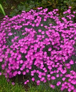 Firewitch Dianthus, Cheddar Pinks  Walters Gardens  