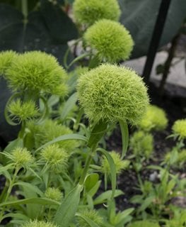 Green Ball Dianthus, Dianthus Barbatus  Millette Photomedia  