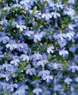 How to Grow Lobelia Plants & Care Tips | Garden Design