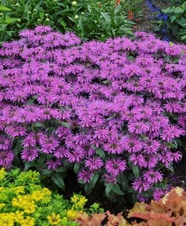 Growing Bee Balm – How To Plant And Care For Monarda 