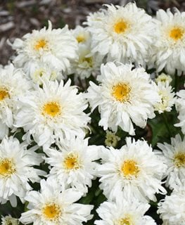 Marshmallow Shasta Daisy, Leucanthemum Superbum  Proven Winners  Sycamore, IL