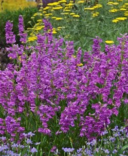 Image of Orange milkweed companion plant for midnight masquerade penstemon