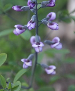 Purple Smoke Baptisia, Baptisia Hybrid, Purple Flowers
Shutterstock.com
New York, NY