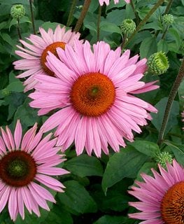 'Ruby Giant’ purple coneflower