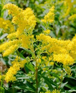 Growing Goldenrod – How to Grow and Care for Solidago Plants | Garden ...