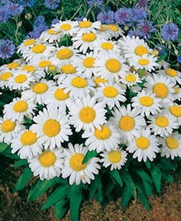 Snow Lady Shasta Daisy, Leucanthemum Superbum  All-America Selections  Downers Grove, IL