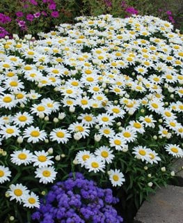 Snowcap Shasta Daisy, Leucanthemum Superbum, Garden Flower  Walters Gardens  