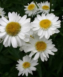 Sunny Side Up Shasta Daisy, Leucanthemum Superbum  Millette Photomedia  