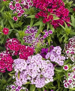 Sweet William, Dianthus Barbatus  Shutterstock.com  New York, NY