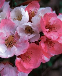 Toyo-Nishiki Quince, Chaenomeles Speciosa, Pink And White Flowers
Spring Meadow Nursery
Grand Haven, MI