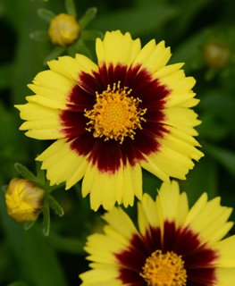 Uptick™ Yellow & Red tickseed