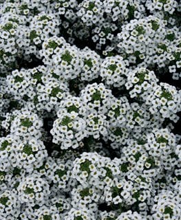 White Alyssum, Snow Princess  Proven Winners  Sycamore, IL