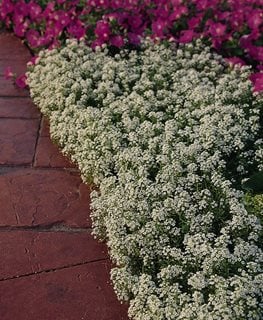 White Lobularia, Snow Crystals  Ball Horticultural Company  Chicago, IL