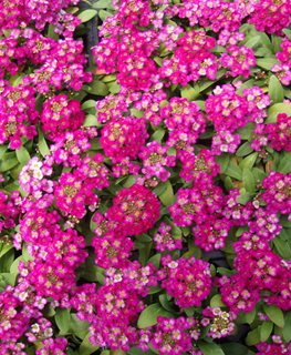 Wonderland Alyssum, Deep Rose  The National Gardening Association  