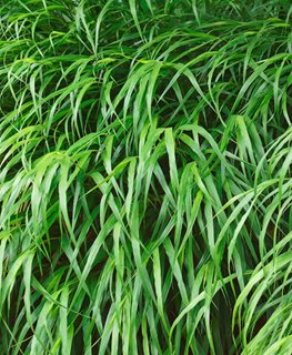Beni Kaze Japanese Forest Grass, Hakonechloa Macra
Shutterstock.com
New York, NY